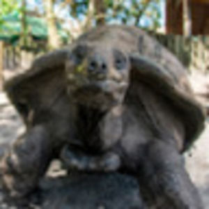 Meet your Posher, Joy